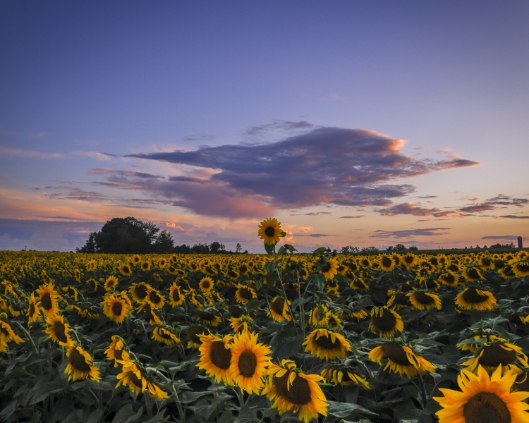 Sunflower-sunset-8.19.22-9524