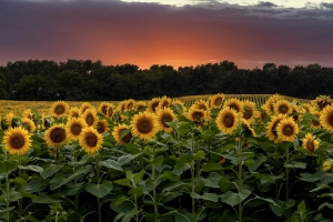 Sunflowers-7.30.24-0047-1.2 Sunflowers-7.30.24-0047-1.2