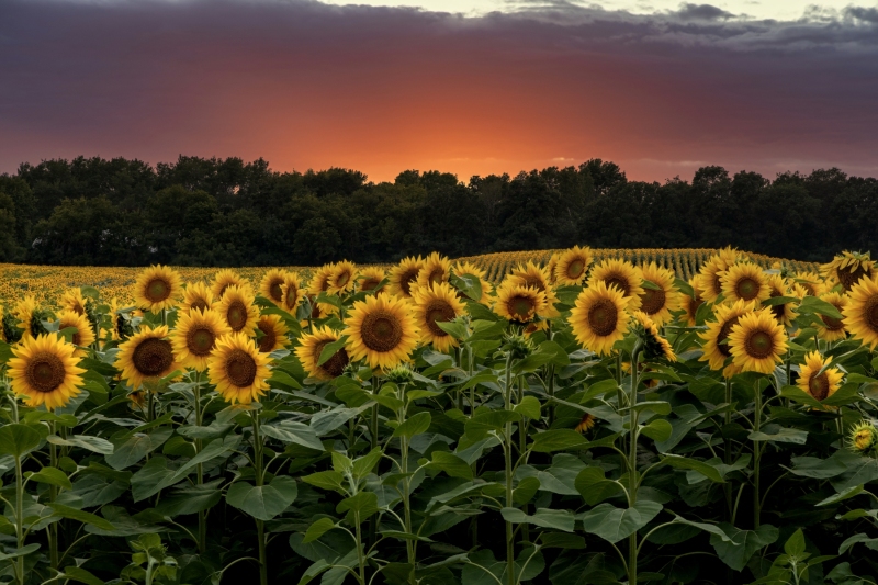 Sunflowers-7.30.24-0047-1.2