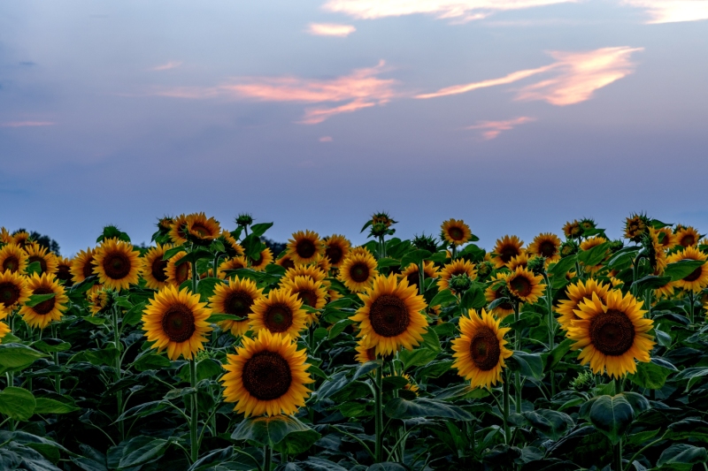 Sunflowers-7.30.24-0049