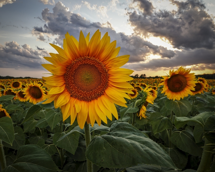 Sunflowers-8.2.22-9411
