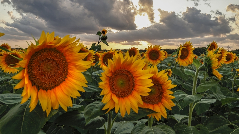 Sunflowers-8.2.22-9419