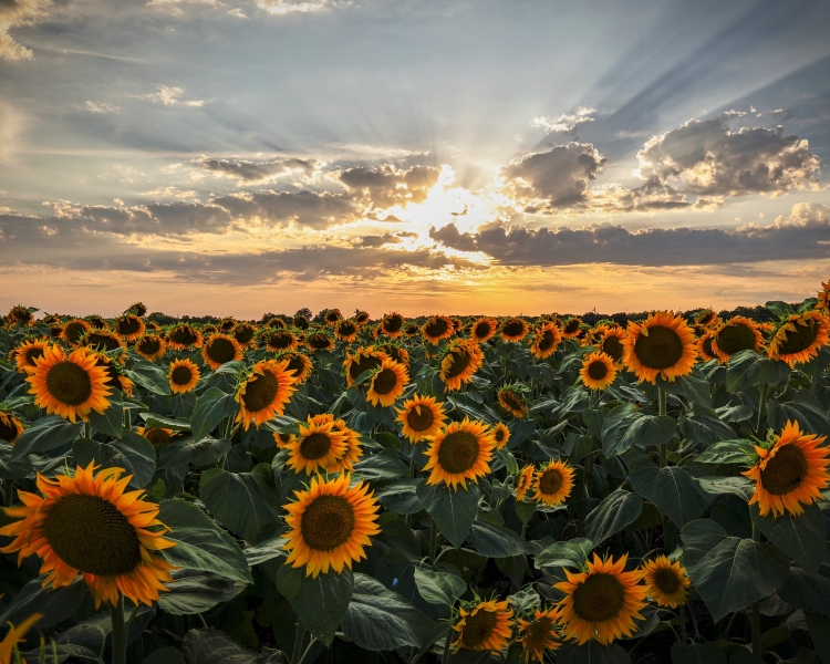 Sunflowers-8.5.22-0019