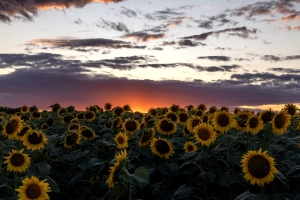 Sunflowers-8.9.24-0141 Sunflowers-8.9.24-0141