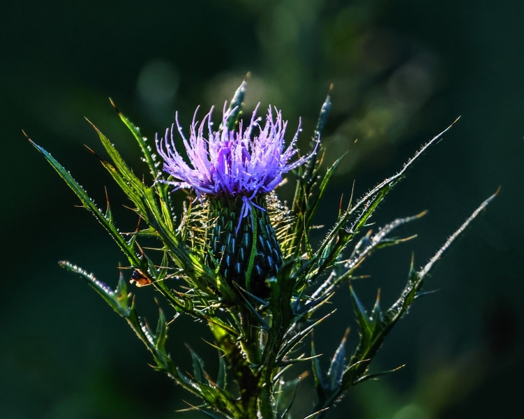 Thistle-8.20.22-0064