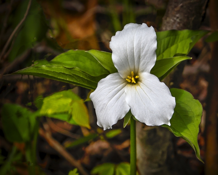 Trillium-5.14.22-2158