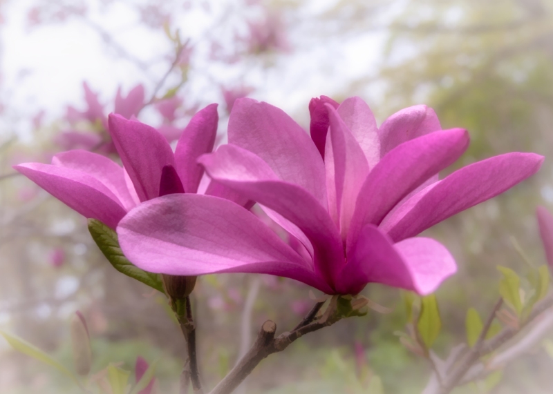 Tulip-Bloom-5.11.23-4125