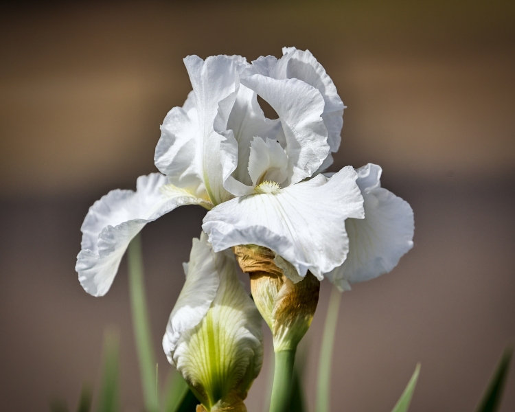 White-Iris-6.4.22-2759