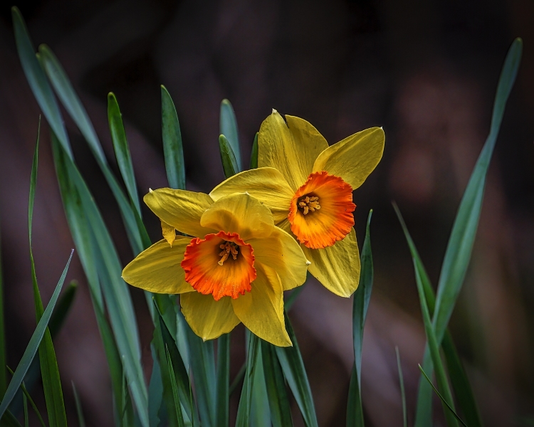 Yellow-Daffodils-5.29.22-1595