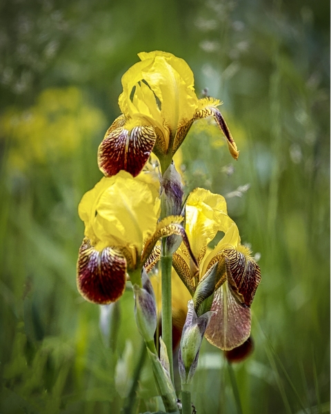 Yellow-Iris-6.10.22-3008