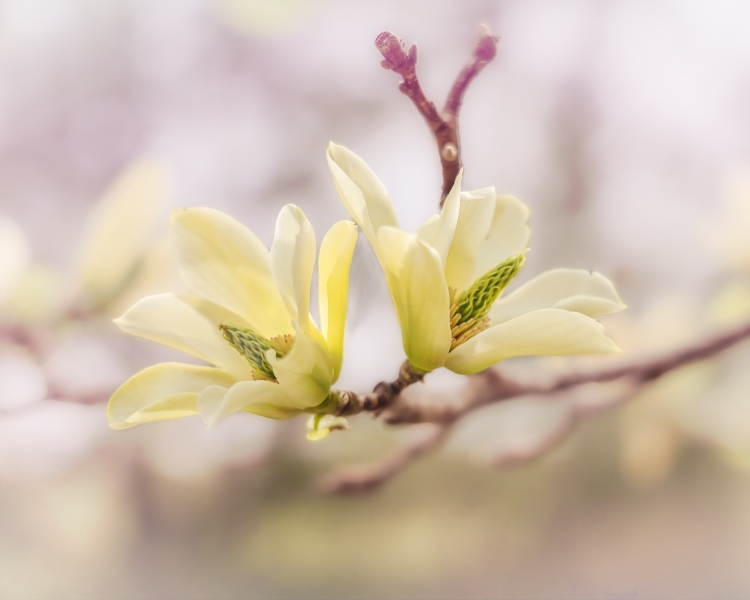 Yellow-Magnolia-5.11.23-4096