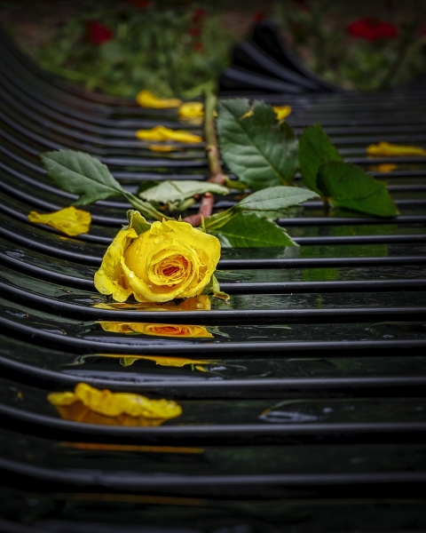 Yellow-Rose-on-bench-8.27.22-0848