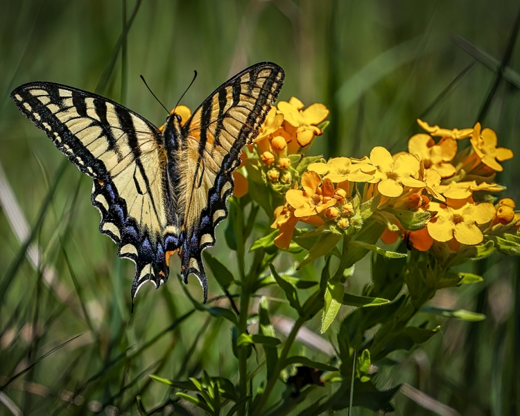 Yellow-Swallowtail-3.17.22-3788