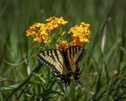 Yellow-Swallowtail-6.17.22-3765 Yellow-Swallowtail-6.17.22-3765