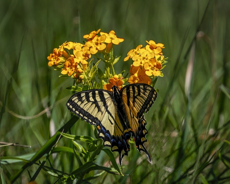 Yellow-Swallowtail-6.17.22-3765