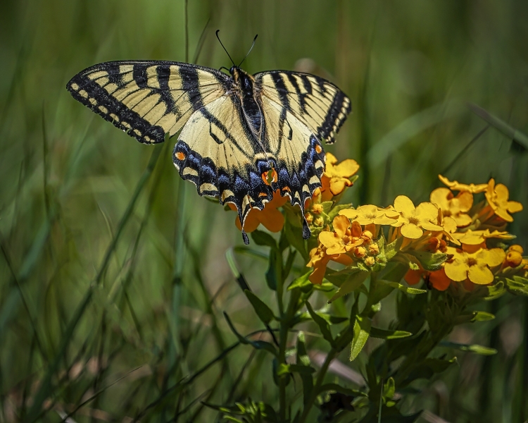 Yellow-Swallowtail-6.17.22-3792