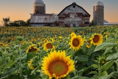 Barn-Sunflower-7.28.23-4200.2 Barn-Sunflower-7.28.23-4200.2