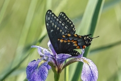 Black-Swallowtail-6.17.22-3332