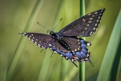 Black-Swallowtail-6.17.22-3340