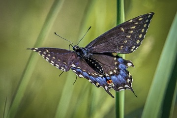 Black-Swallowtail-6.17.22-3340