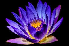 Blue-Water-Lily2 Blue-Water-Lily2