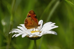 Butterfly-6.17.22-3660