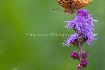 Butterfly-7.24.26-9958