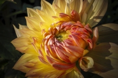 Dahlia-9.4.22-0020 Dahlia-9.4.22-0020