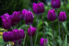 Door-County-Tulips-5.29.22-1701