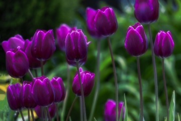 Door-County-Tulips-5.29.22-1701