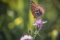 Great-Spangled-Fritillary-7.22.22-0022