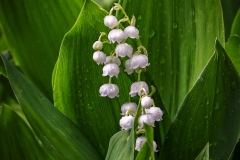 Liliy-of-the-Valley-5.28.22-0440 Liliy-of-the-Valley-5.28.22-0440