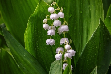 Liliy-of-the-Valley-5.28.22-0440