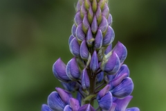 Lupine-6.15.24-8197