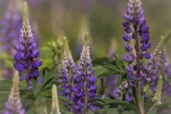Lupins-6.1.23-9118 Lupins-6.1.23-9118