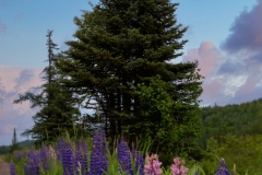 Lupins-6.15.24-1741