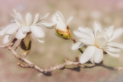 Magnolia-Blooms-5.4.23-3443 Magnolia-Blooms-5.4.23-3443