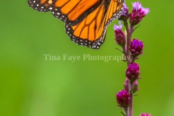 Monarch-7.25.26-9861