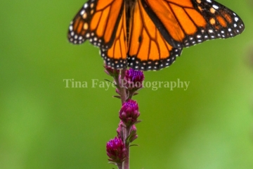 Monarch-7.25.26-9871