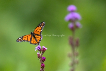 Monarch-7.25.26-9879