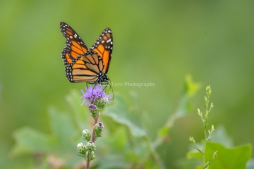 Monarch-7.25.26-9985