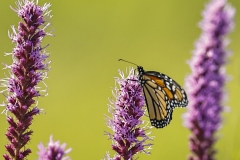 Monarch-Butterfly-7.22.22-0118