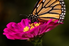 Monarch-Butterfly-8.31.24-2729