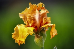 Orange-Iris-6.4.22-2747