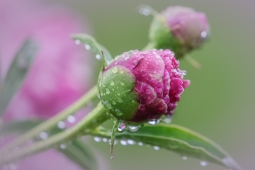Peony-Bud-6.10.23-9457