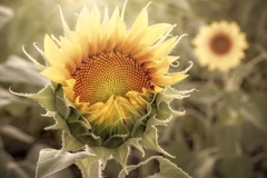 Sunflower-8.3.22-9733 Sunflower-8.3.22-9733