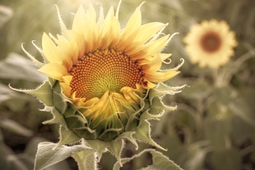 Sunflower-8.3.22-9733