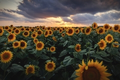 Sunflower-Sunset-8.2.22-9430 Sunflower-Sunset-8.2.22-9430