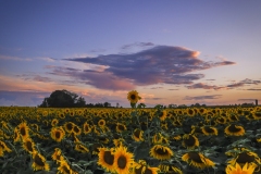 Sunflower-sunset-8.19.22-9524 Sunflower-sunset-8.19.22-9524