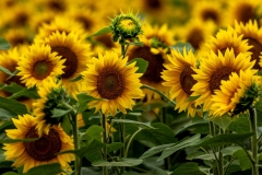 Sunflowers-8.1.24-0380